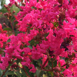 Featured Plants - Products