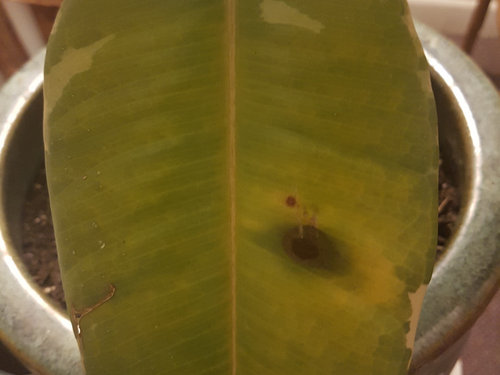 Help Rubber Tree Plant Leaf Spot