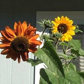Jane Rodgers's photo