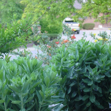 Plant Combinations