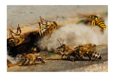 Miami Bee & Wasp Removal