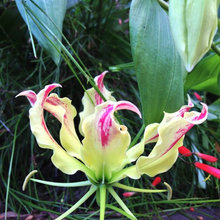gloriosa lily
