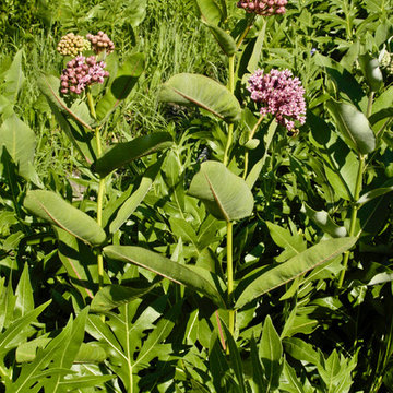 Asclepias sullivantii / PRAIRIE MILKWEED
