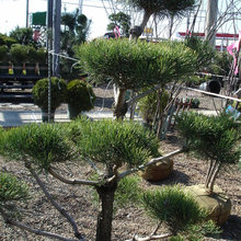 land scaping