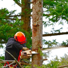 LeBaron Tree Removal