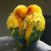 Foto von americanlady