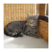 Johanna Lambach's photo