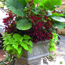 Container Pots For Our Front Porch