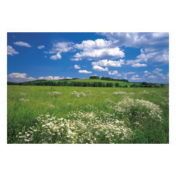 American Wallpaper & Design - Meadow Mural Wallpaper - Wall Decals