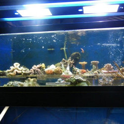 Fresh water and marine fish - Products