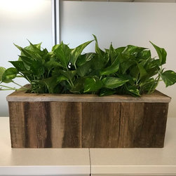 IDEXX Biophilic Office Design - Filing Cabinets