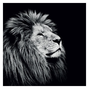 "Majesty" Printed Canvas by Nicolas Evariste, 40x40 cm