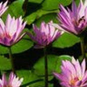 Lynn Hall's photo