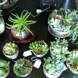 succulents - Products