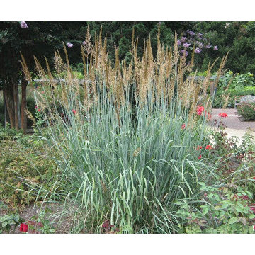 Sorghastrum nutans 'Sioux Blue' at Brookside Gardens