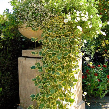 container plantings for summer