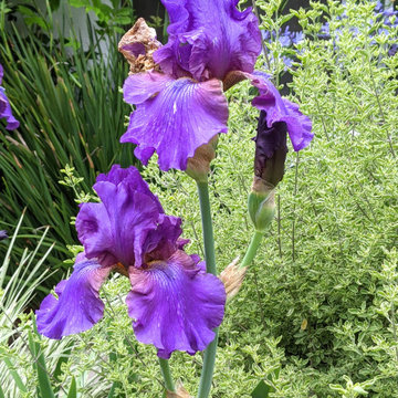 Las Lomas Drought Tolerant