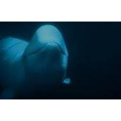 Kevin McMahon's photo
