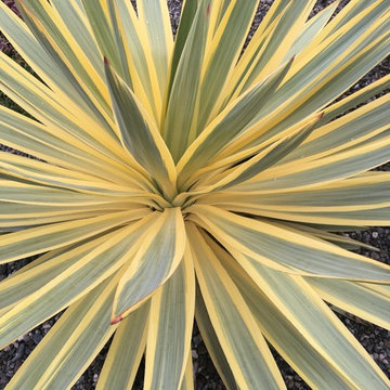 Yucca 'Bright Star'