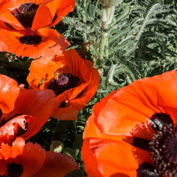 Fun, Flowers, & Food at El Rancho Calypso