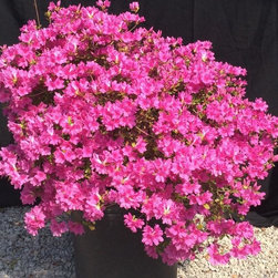 Inventory Samples - Gardening And Lawn Care