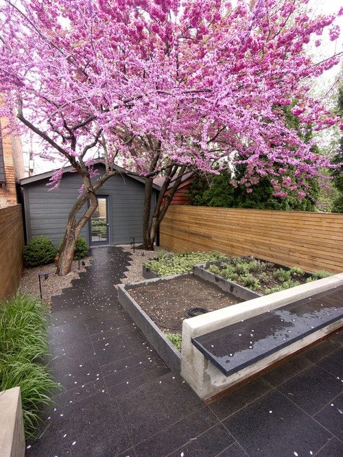 Best Cherry Blossom Landscape Design Ideas & Remodel Pictures | Houzz