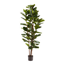 Plants