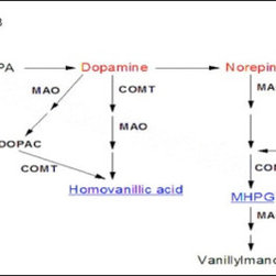 Catecholamines Analysis - Products