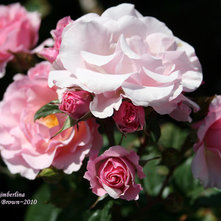 PlantFiles Pictures: Floribunda Rose, Cluster Flowered Rose 'Kimberlina' (Rosa)