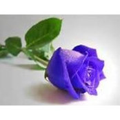 Gina Colonna's photo