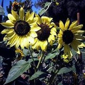 Cindy Carpenter Friedmann's photo