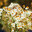 Gardens by Jovan