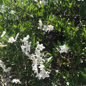 Southwestern Plants