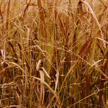 Ornamental Grasses