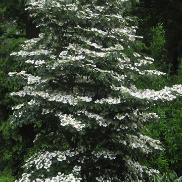 Double-file viburnum