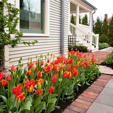 Spring Bulbs (Tulips, Daffodils, Hyaciths, Allium and more)