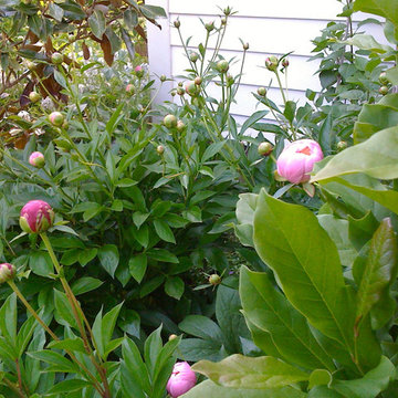 Green Springs: Growing a New Old Garden