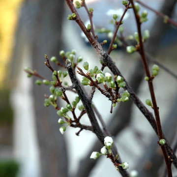 Fruit Trees