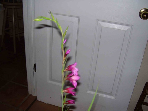 Pink Flower Resembles Gladiola Or Orchid