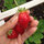julygarden