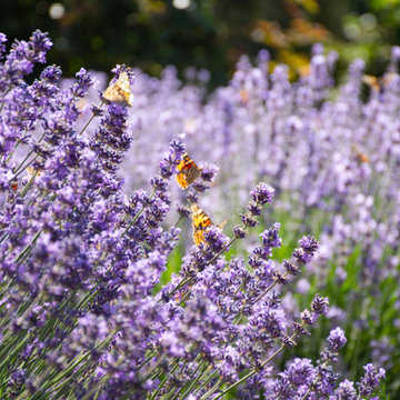 Lavender Drive, Planting, Essex