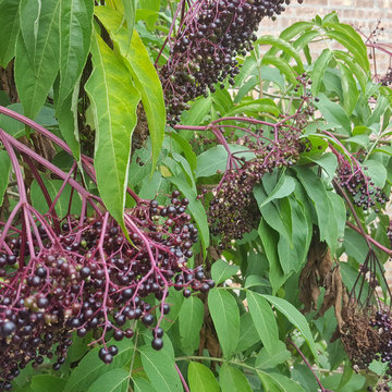 The Talking Farm: Edible Woodland