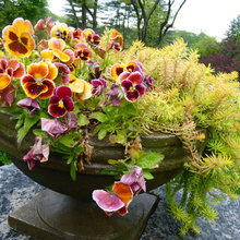 Container Gardens