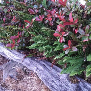 RAIN GARDENS, BIO-SWALES, GREEN DRAINAGE SOLUTIONS