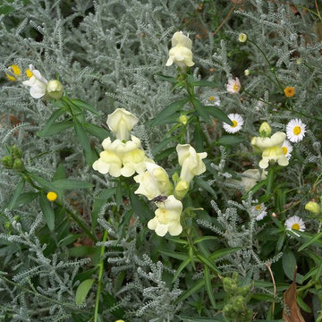 Antirrhinum, santolina, Erigeron