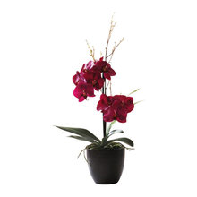 Potted