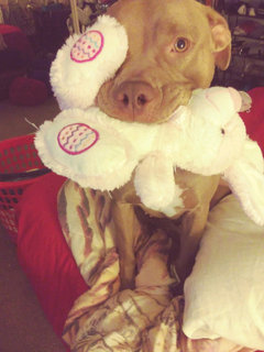 antibacterial wipes for dogs vulva