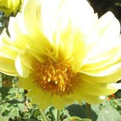 Humaira Hashmi's photo