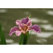 Marcy Pierce's photo