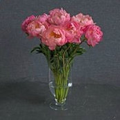Cindy Krout's photo